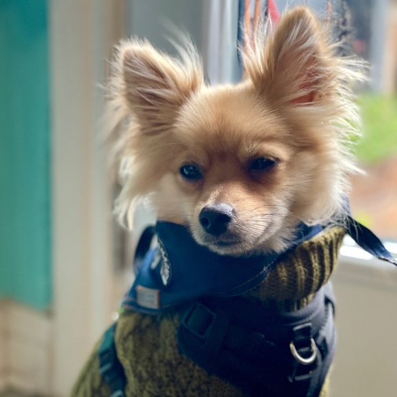 Meet your Posher, Tracey - Picture 1 of 1